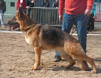Upsy des Collines du Boischaut